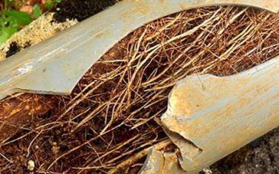 Forest Park Homeowner Saves $4,400 on Root-Clogged Sewer Line